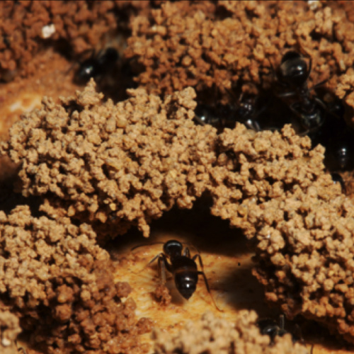 building behaviour of ants
