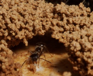 Lasius niger ant collecting a pellet of clay