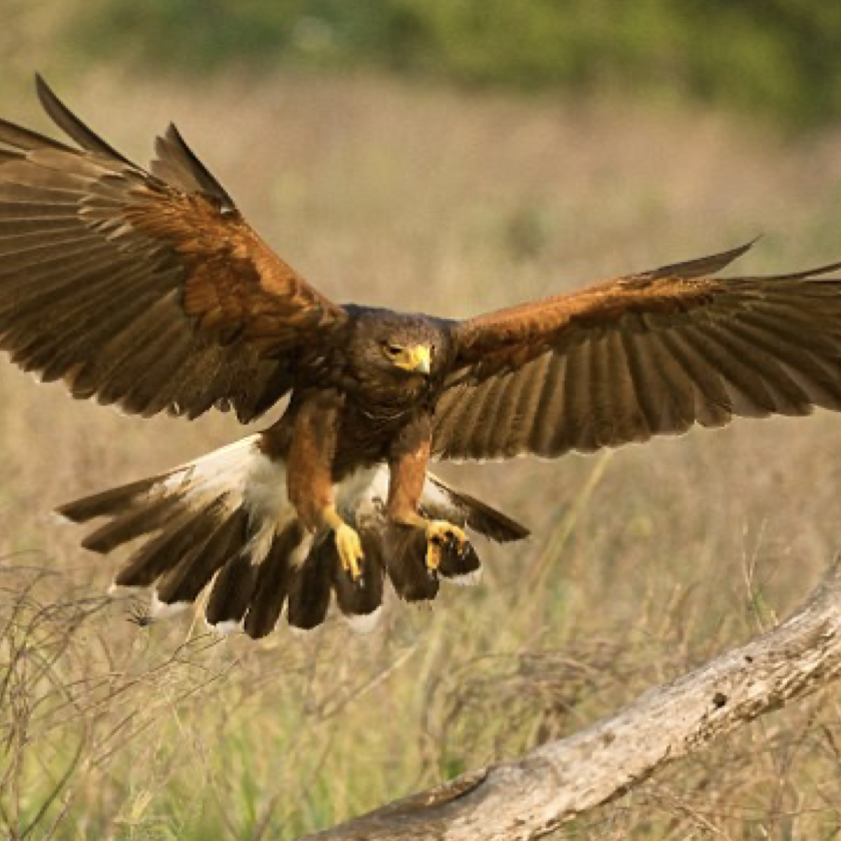 flying harris's hawk