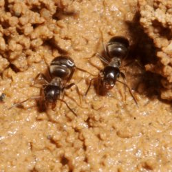 ants building behaviour