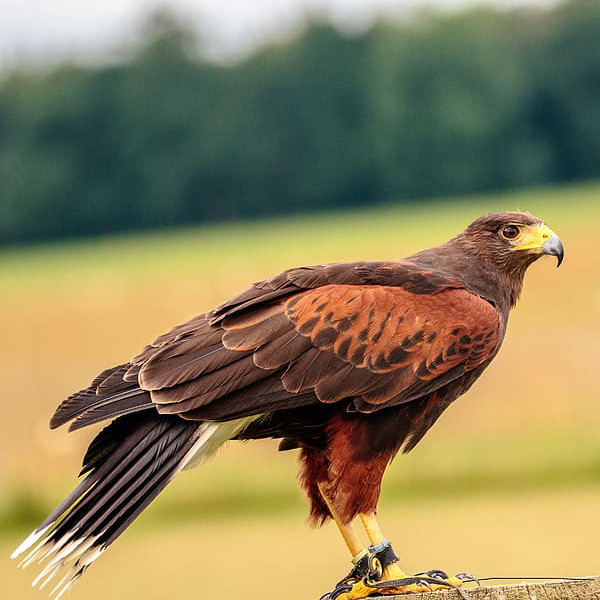 Harris's hawk (image from pxfuel)