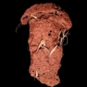 the form of termite nests
