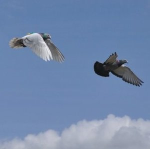 flocking and collective decision in pigeons