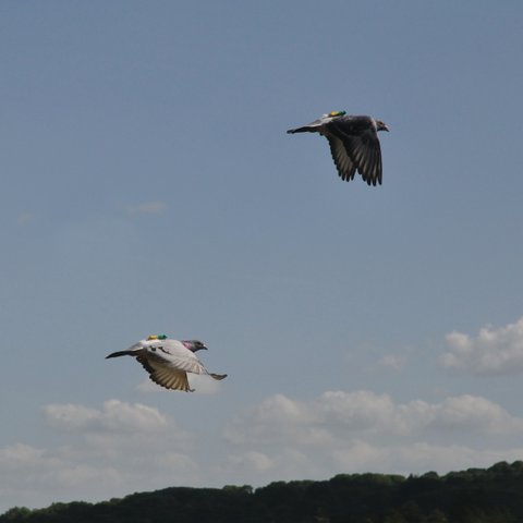 flocking and collective decision in pigeons