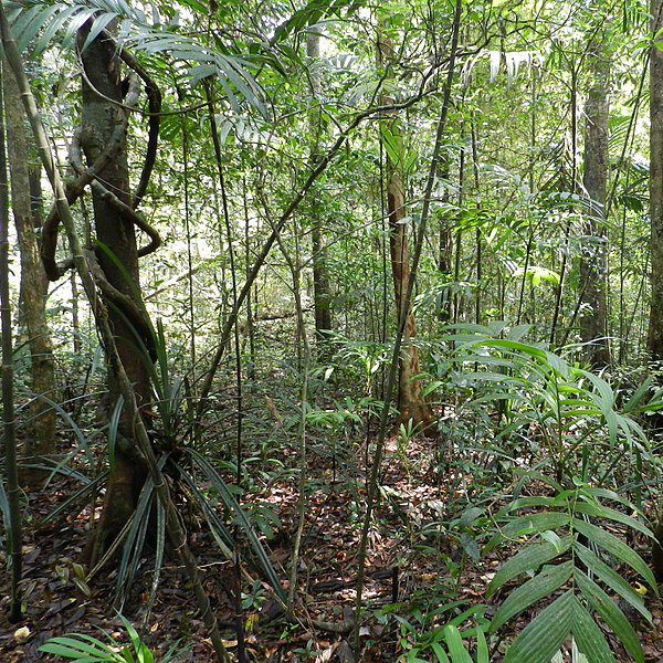 Rainforest image (original image from https://commons.wikimedia.org/wiki/File:Tropical_rainforest_Agumbe.jpg)
