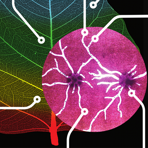 bio-inspired transportation networks